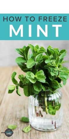 mint plants in a glass vase with text overlay how to grow mint plants indoors