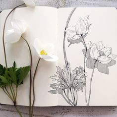 an open book with flowers and leaves on it