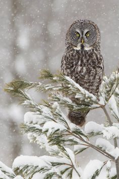 an owl sitting on top of a tree branch covered in snow and pine needles with yellow eyes