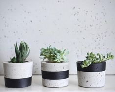 three cement pots with succulents are lined up on a table, one is white and the other is black