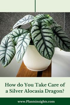 How do You Take Care of a Silver Alocasia Dragon? Silver Dragon Plant Care, Silver Dragon Alocasia Care, Alocasia Dragon Scale Care, Silver Dragon Alocasia, Silver Dragon Plant, Dragon Plant, Alocasia Baginda, Alocasia Silver Dragon