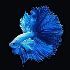 a blue siamese fish on a black background