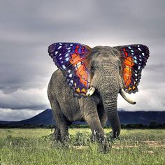 an elephant with a butterfly on its back