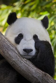 a panda bear sitting on top of a tree branch with its head resting on it's paw