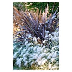 some very pretty plants in the grass