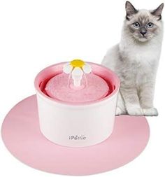 a white cat sitting next to a pink water fountain