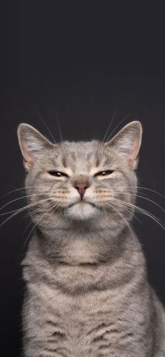 a gray cat with its eyes closed and looking at the camera, on a black background