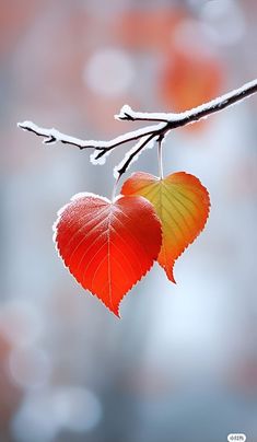 two heart shaped leaves hanging from a branch with snow on them and blurry background