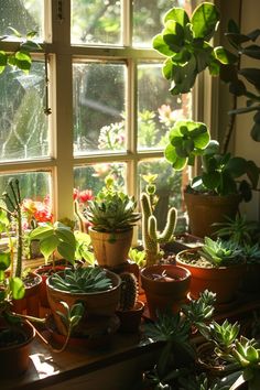 there are many potted plants in the window sill by the windowsills