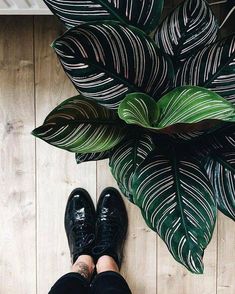 a person standing next to a large green plant on top of a wooden floor in front of a wall