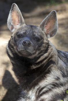 a close up of a hyena looking at the camera