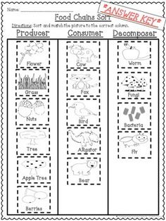 food chains worksheet with pictures and words to help students learn how to use them