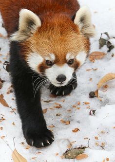 a red panda cub walking in the snow with his paws on the ground and looking at the camera