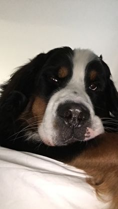 a close up of a dog laying on a bed