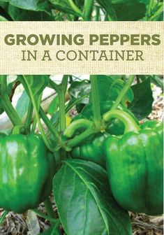 green peppers growing in a container with the words growing peppers in a container above them