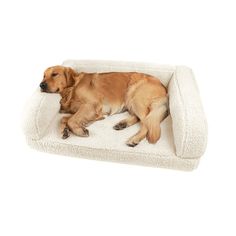 a large brown dog laying on top of a white bed with his head resting on the pillow