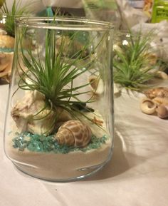 an air plant is in a glass vase filled with sand and sea shells on a table