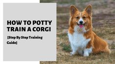 a corgi dog sitting in the grass with its tongue out and text overlay how to potty train a corgi