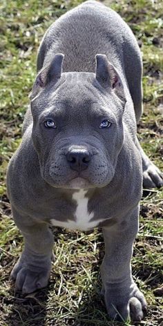 a blue pitbull puppy standing in the grass with its head turned to the side