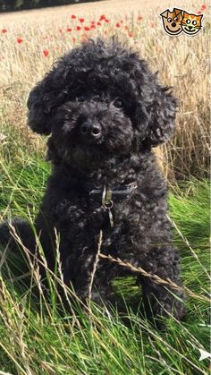 a small black dog sitting on top of a lush green grass covered field with red flowers