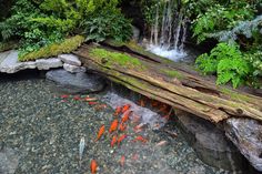 there are many fish swimming in the water near some rocks and logs with moss growing on them