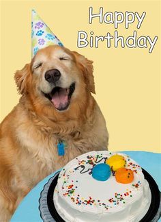 a dog is sitting in front of a birthday cake