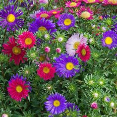 many different colored flowers in a garden