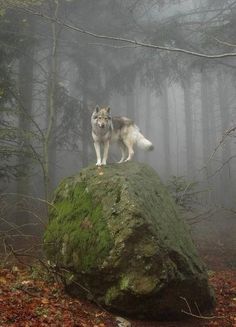 a wolf standing on top of a mossy rock