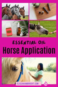 a collage of photos with horses and the words essential oil horse application on it