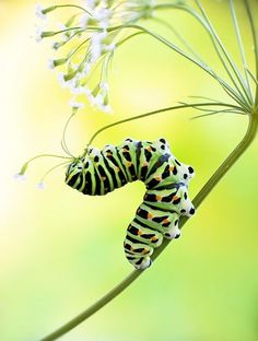 a caterpillar is sitting on a flower