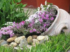 purple and white flowers are growing out of a planter in the grass next to some rocks