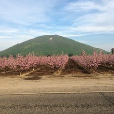 there are many pink flowers growing on the trees in front of this hill and blue sky