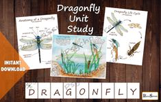 the dragonfly unit study is shown with pictures and words to help students learn how to read