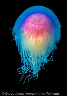 a jellyfish with multicolored hair is floating in the water