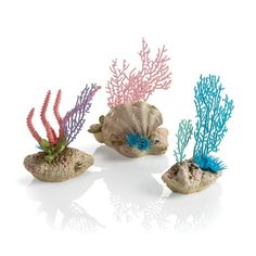 three different types of corals and seaweed