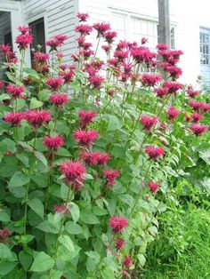 red flowers growing in front of a white house