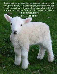 a small lamb standing on top of a lush green grass covered field next to a bible verse