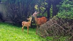 two deer standing next to each other on a lush green field