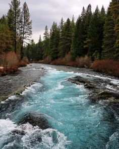 a river running through a forest filled with lots of trees next to tall pine trees