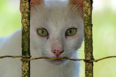 a white cat with green eyes looking through a fence