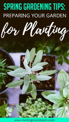 some plants that are in pots with the words spring gardening tips preparing your garden for planting