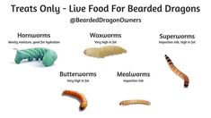 the different types of bugs and caterpillars are shown in this chart with caption