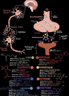 a diagram of the human nervous system and its major functions, including neurons