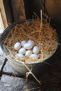 a bucket full of eggs sitting on the ground