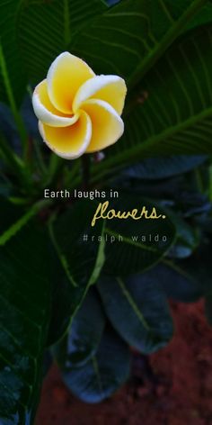 a yellow flower sitting on top of a lush green leaf covered plant with the words earth laughs in flowers