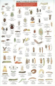 a poster with bugs and other insect species on it's back side, including the names