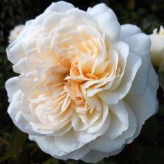 a large white flower is blooming in the garden