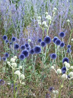 many blue and white flowers in a field