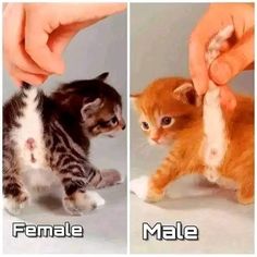 two pictures of kittens being petted by their human's hands and the caption female male