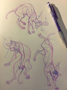 three different poses of an animal drawn in purple pencil on paper with a pen next to it